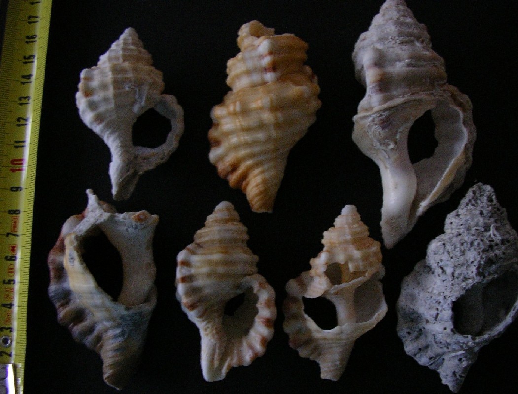 Ripascimento Ladispoli 2003 - Cava di Anzio
